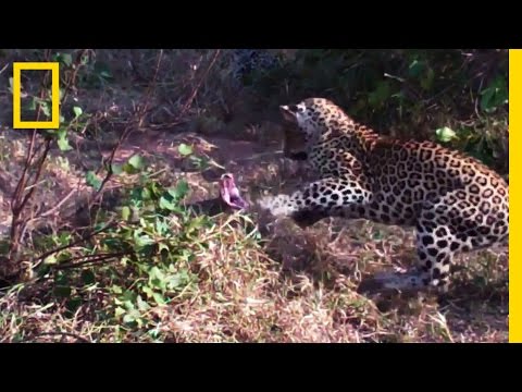 Leopards vs. Python Snake | National Geographic