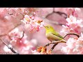 Morning Relaxing Music - Stress Relief Music, Positive Energy, Beautiful Relaxing Music, Meditation