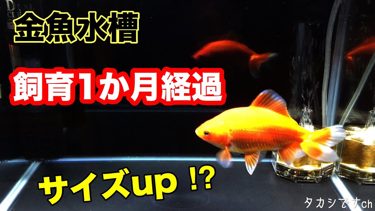 金魚 餌 やり 回数