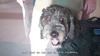 Therapy Dogs in Geary County Schools