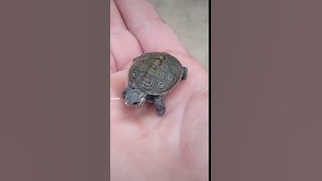 Thumbnail of Call me when you want/Animal Transformation