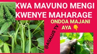 Jinsi ya kuongeza mavuno katika kilimo cha maharage