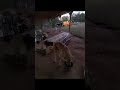 Ary and the "Go Eat" command #narrowayhomestead #offgrid #dog #training #commands #learning