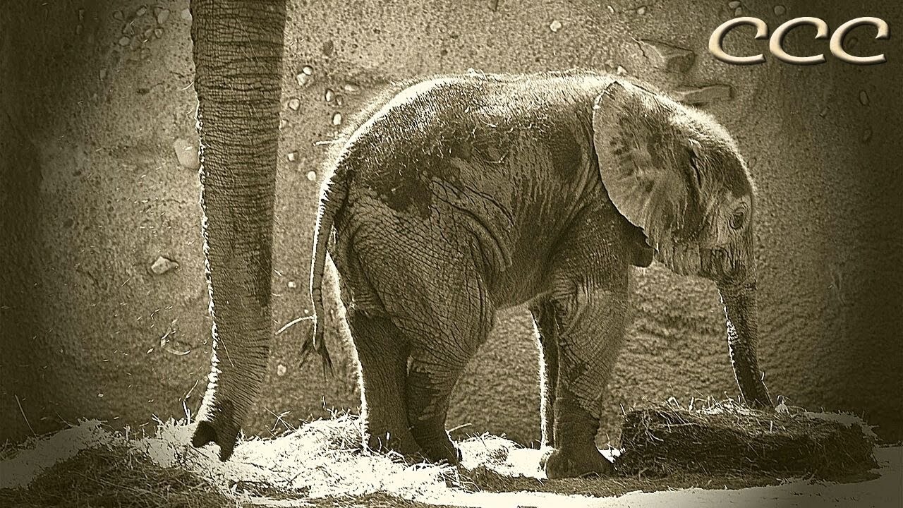 🐘 Can Baby Elephants Walk from Birth? (Part Seven) These little Ellies