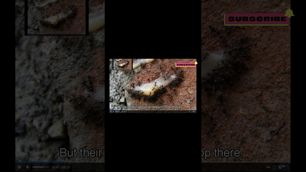 The Hunting Skills of Driver Ants Nature's Tiny Predators 2