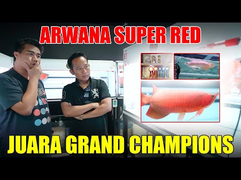 CARA TREATMENT TANNING ARWANA SUPER RED BIAR JUARA ‼