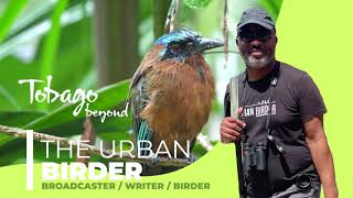 A birdwatching guide to Tobago