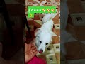 #viralvideo #love #comedyfilms #funny 🤣🤣🤣