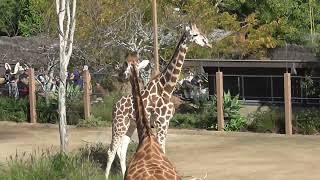 Giraffe(3), Taronga Zoo, Sydney, Australia