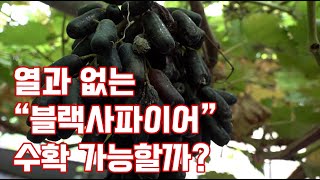 블랙사파이어 포도, 과연 열과 없이 재배 성공할 수 있을까?