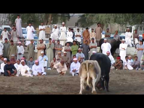 نار الجماهير وهتلر