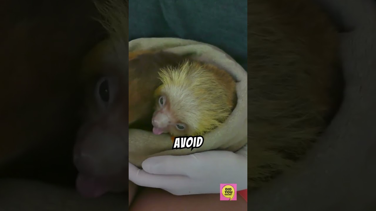 Why Do Sloths Move So Slowly? The Science Revealed