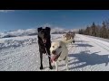 Balade de chiens de traineau  du ct de valmorel