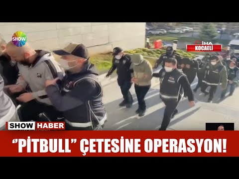 ''Pitbull'' çetesine operasyon!