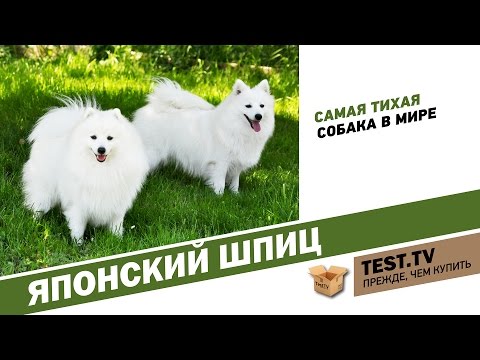 TEST.TV: Все для животных. Японский шпиц самая тихая собака.