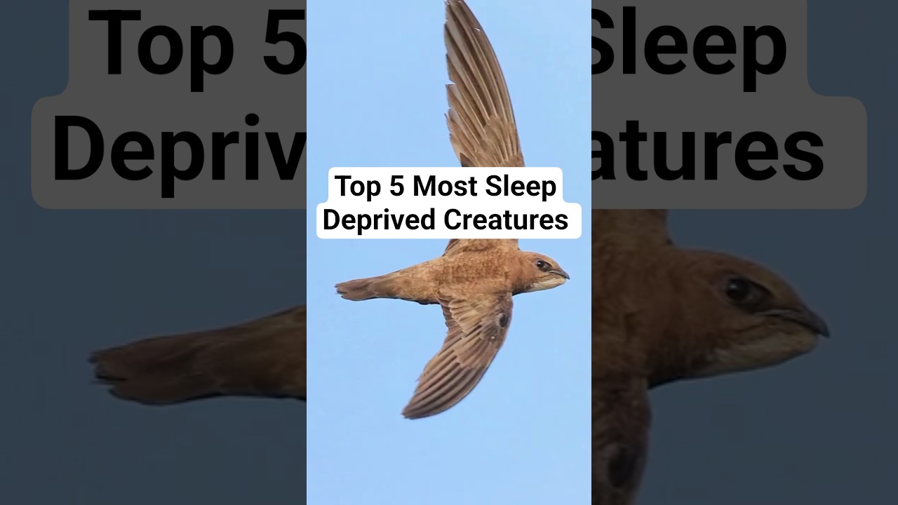"They Never Sleep?! 🧠😱 | Top 5 Sleep-Deprived Creatures!" 