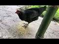 Каждый день и новая песня