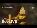 Tswalu EcoLive - 18 February - Sunrise Safari