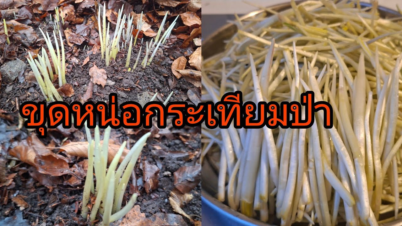 เก็บหน่อกระเทียมป่าอ่อนๆมาดูชัดๆคู่เหมือนกระเทียมแยกแยะแทบไม่