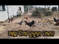 Chicken  farming  rk studio vlog