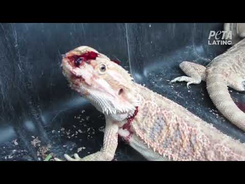 Video: ¿Por qué mi dragón barbudo se ve arrugado?