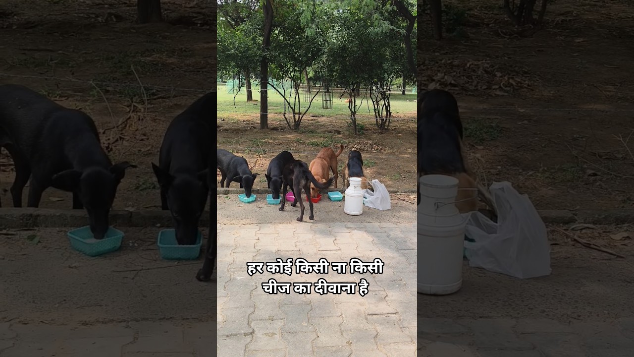 street animals life ❣️🐕❣️