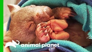 Its Time For The Wombats Release Dodo Heroes Courage Up Close