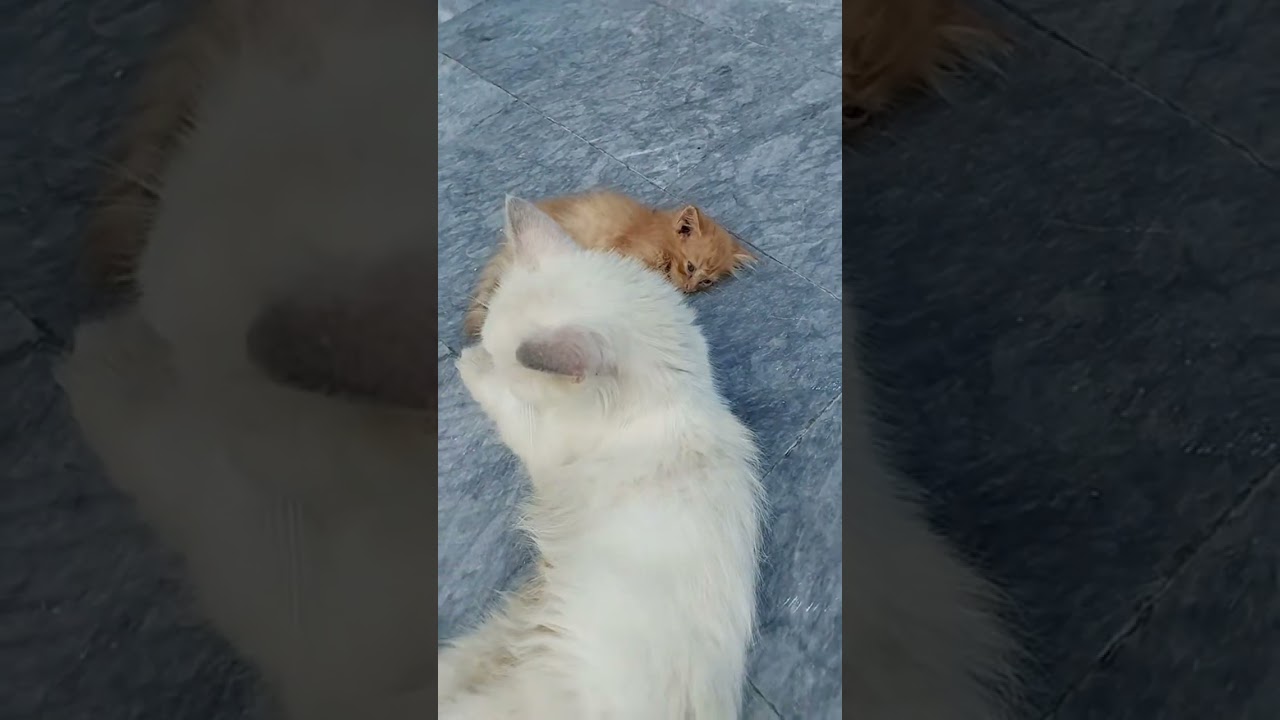 Adorable kitten want milk from stranger Cat