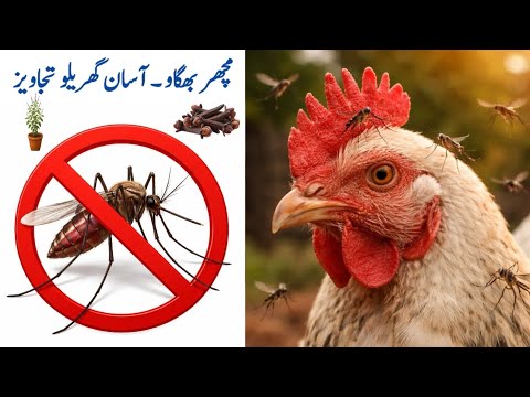 Tips to Control Mosquitoes in a Coop | Natural Ways to Get rid of ...