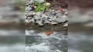 Rize'de sıcaklardan bunalan karaca Fırtına Deresi'nde serinledi