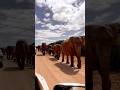 Elephants in the road in Addo Elephant National Park #wildlife #safari #addoelephantpark