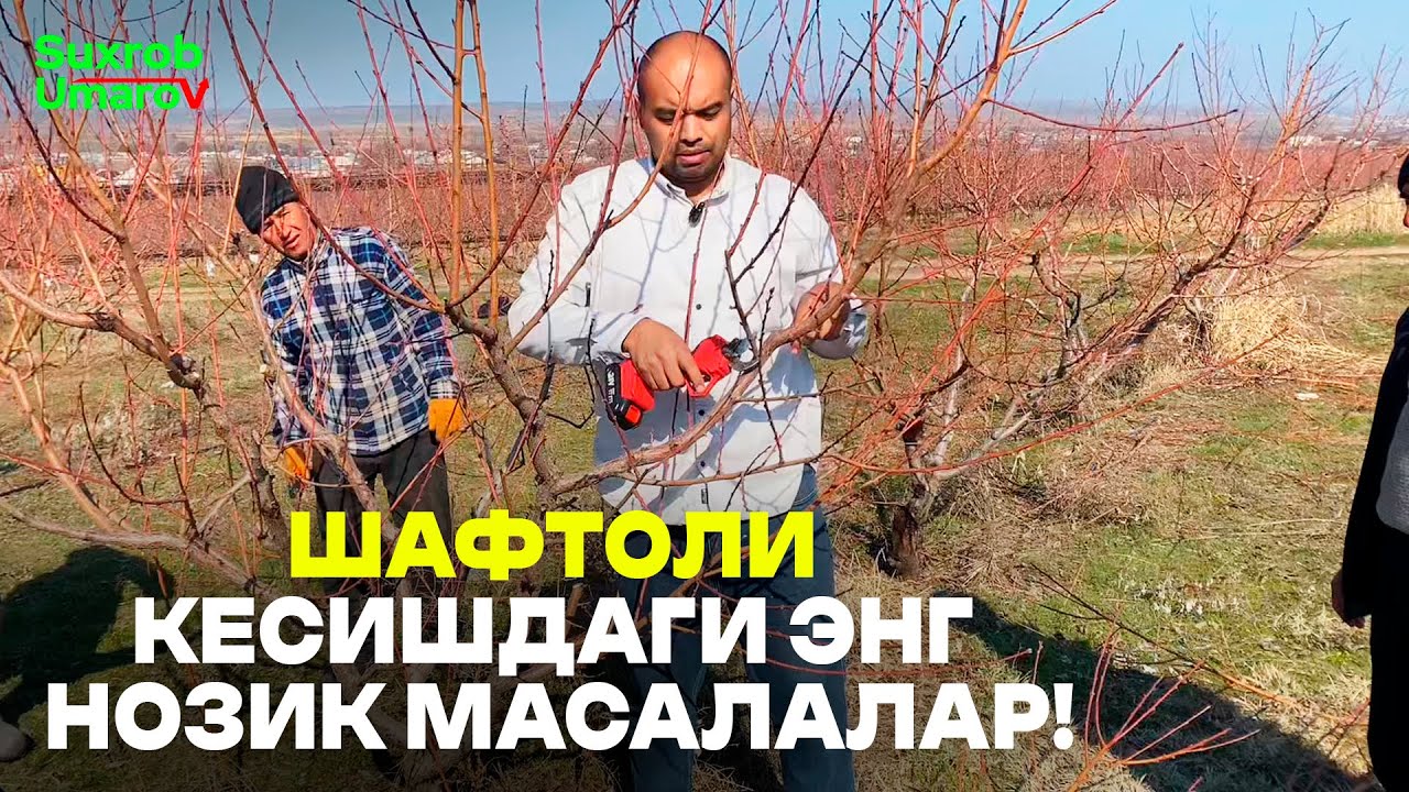 Шафтоли кесишдан олдин ўзингизга бу саволни беринг!