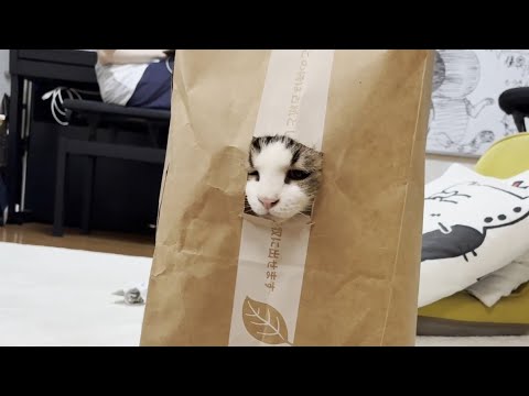 紙袋から豪快に飛び出てくるワイルドな猫
