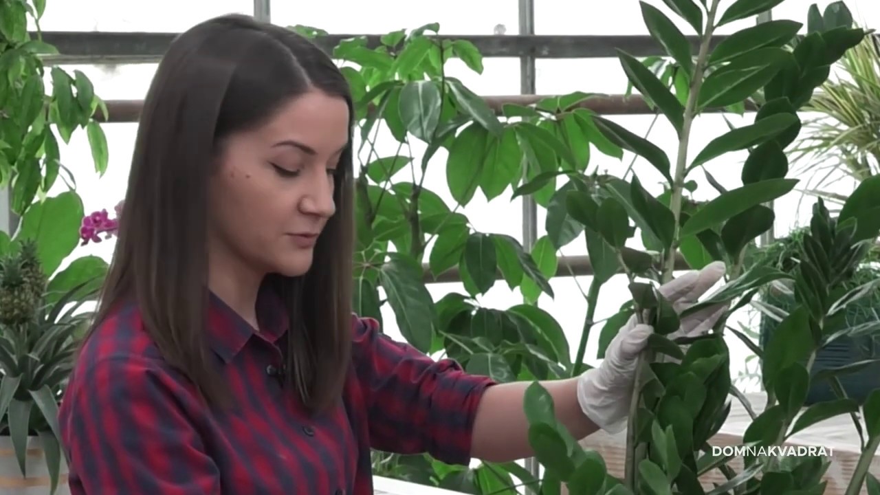 Šest biljaka za tamne prostore!