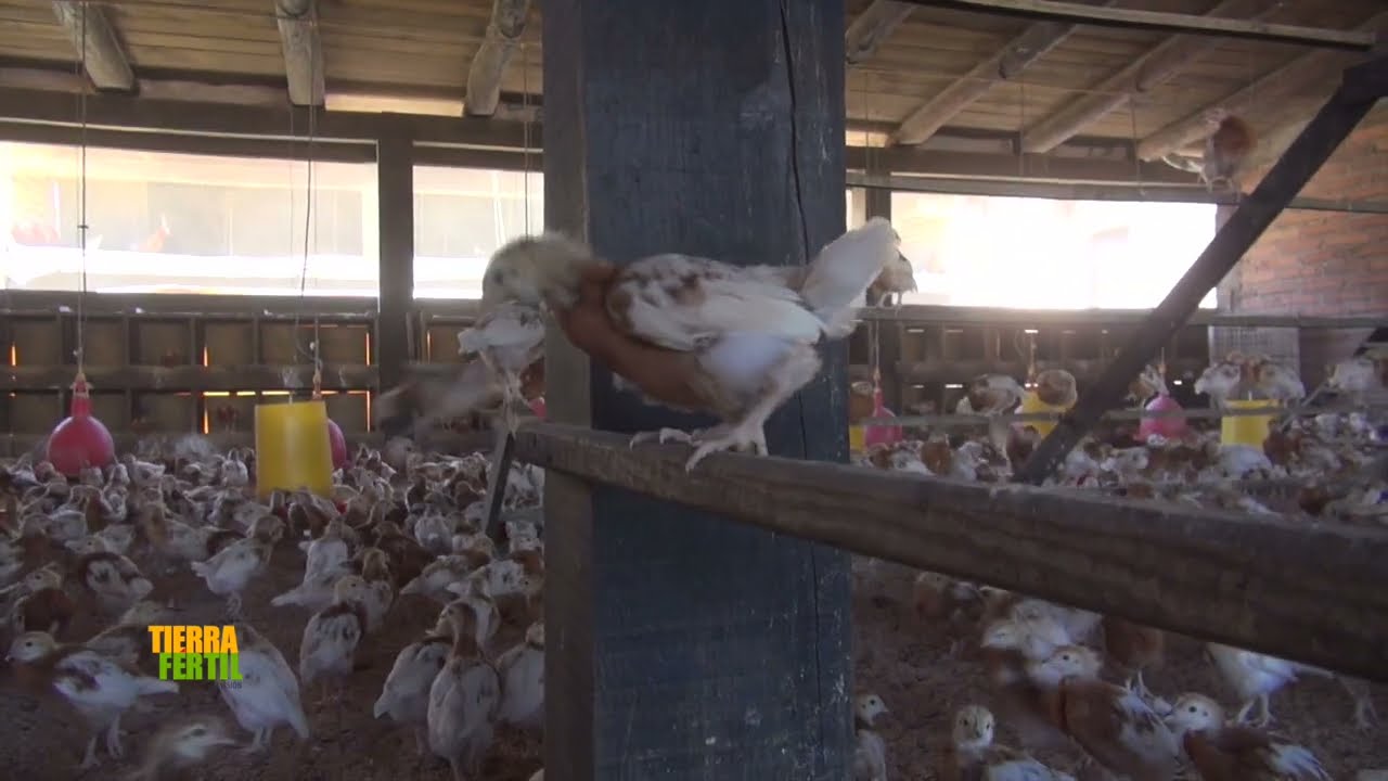 TIERRA FÉRTIL TV- PRODUCCIÓN DE HUEVO DE RANCHO