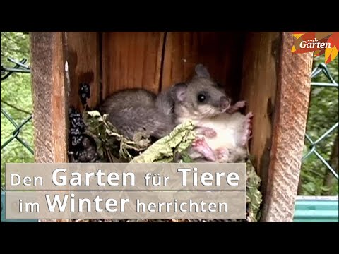 Video: So schützen Sie Haustiere vor Kälte