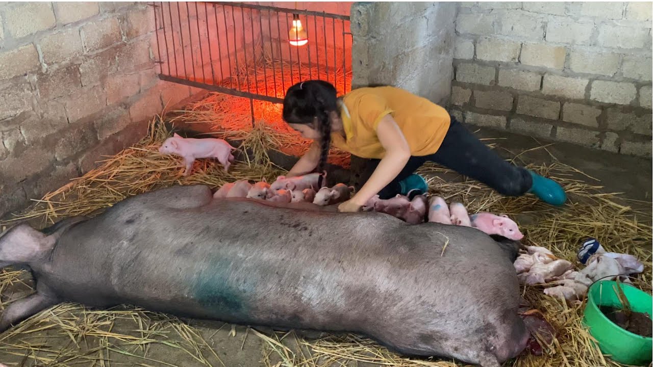 My breeding method.There are 16 white pigs /