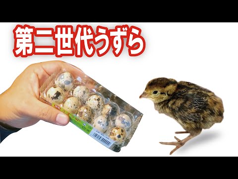 I'm going to hatch a second generation of quail eggs!! Including