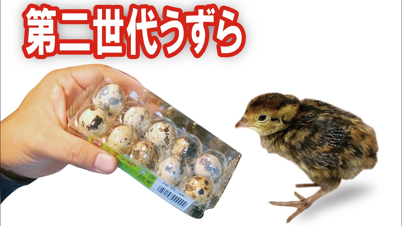 うずらページ I'm going to hatch a second generation of quail eggs!! Including
