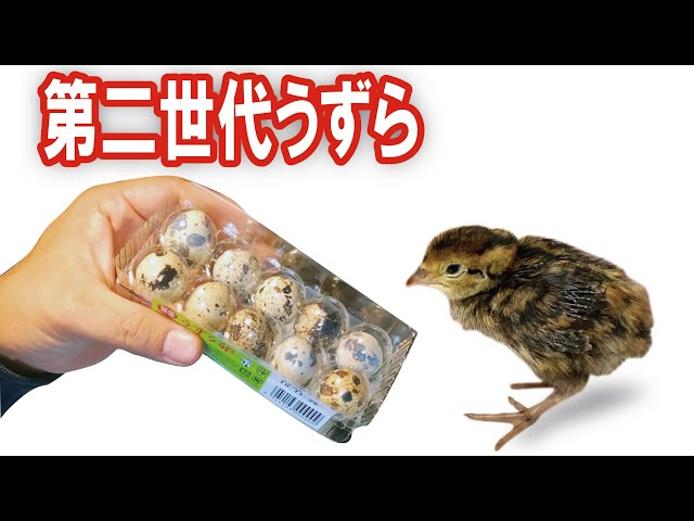 I'm going to hatch a second generation of quail eggs!! Including