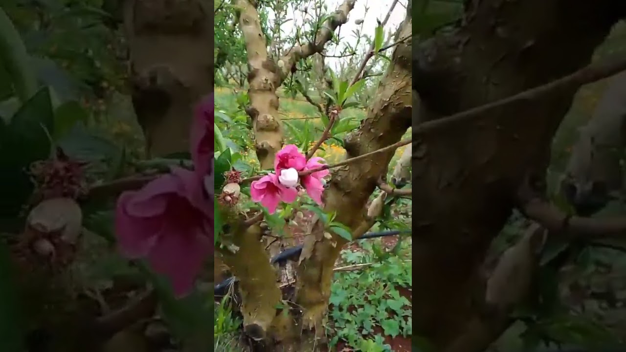 مشاء الله بغيت نشارك معكم هذي الجولة في خيرات بلادنا