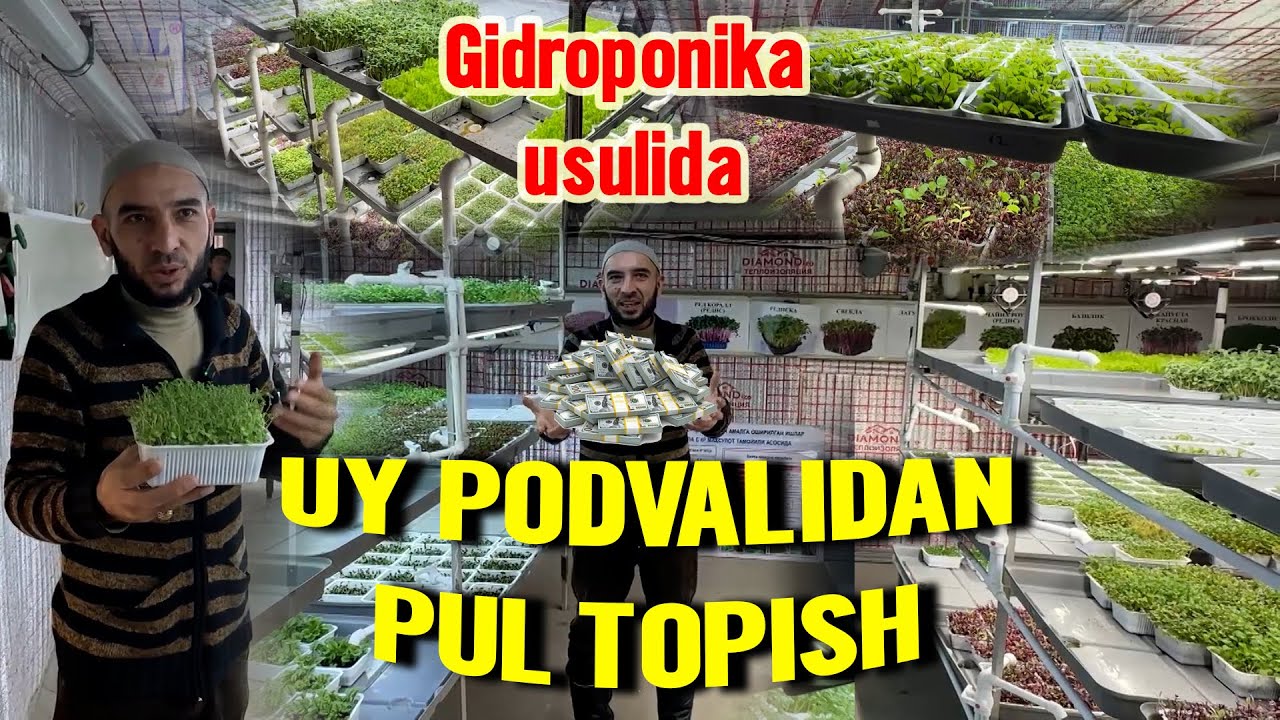 UY PODVALIDAN GIDROPONIKA USULIDA DAROMAD OLISH SIRLARI