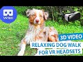 3D Virtual Dog Walk at the Lake - Dog Watch TV VR180