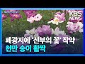 폐광지에 핀 ‘천만 송이, 작약’…‘신부의 꽃’ 축제로 비상 / KBS  2024.05.25.