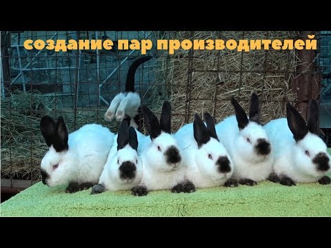 Инбридинг / Близкородственное скрещивание  в кролиководстве