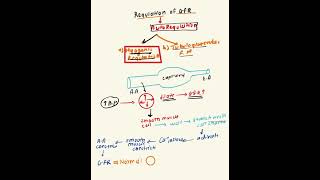Regulation of glomerular filtration rate [physiology]#MBS ￼