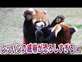 【動物解説】レッサーパンダの威嚇が恐ろしすぎると話題にwwwww【なんj/2ch/X/面白スレ】