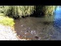 Feeding Fish Under Cedar Creek Mine Ride