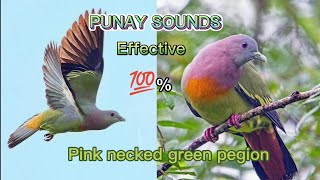 SUARA PUNAY efektif 100%//PINK NECKED GREEN PEGION@pawikshunter2801