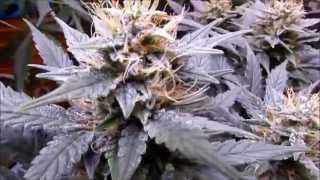 PissDrunx0420 LED Grow: S2:E9 ThunderHaze/Dark Dragon Update, Mars Pre Series LED
